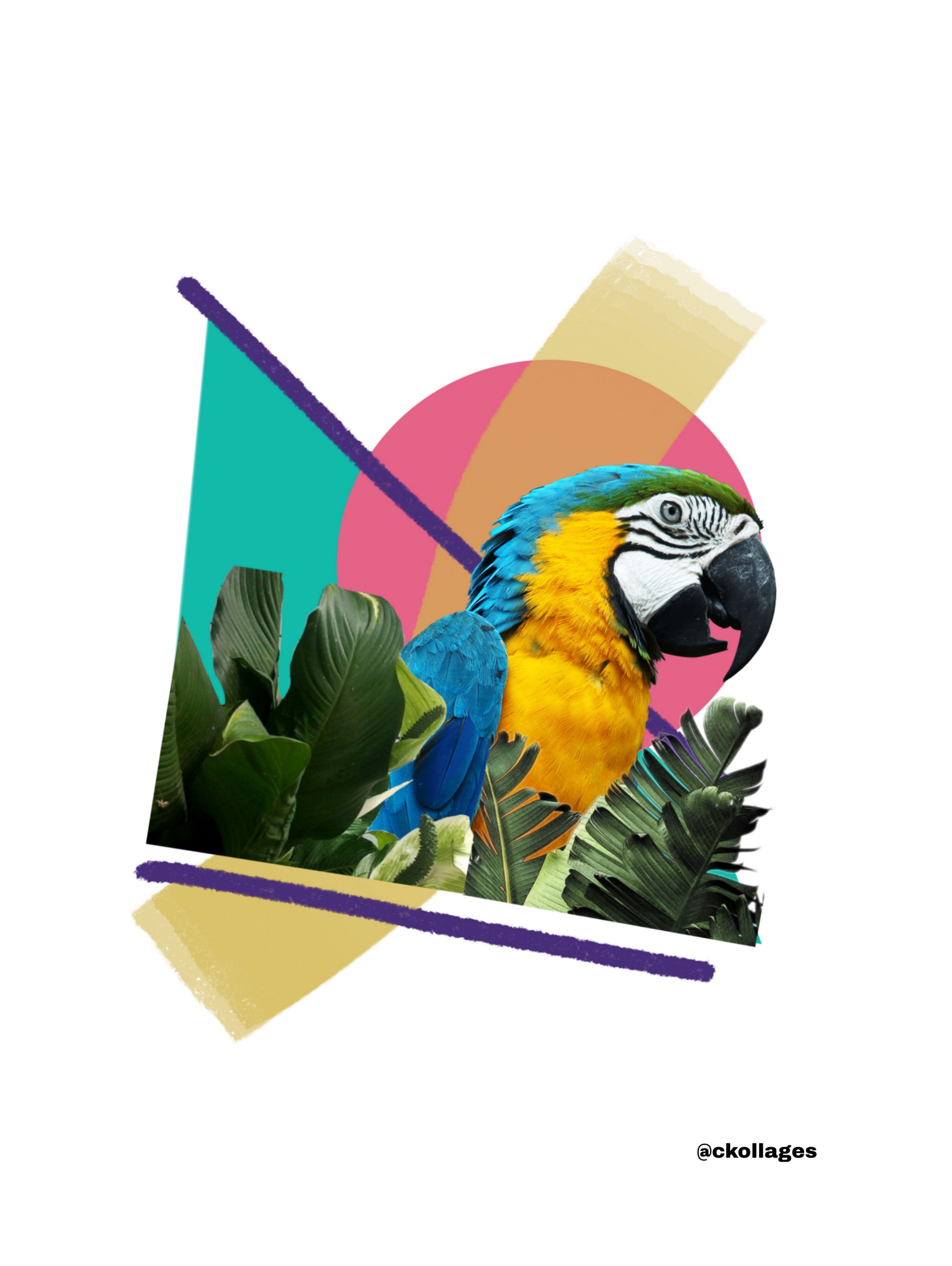 Guacamaya finge demencia